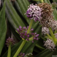 Hedyotis plantaginifolia Arn.